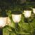 AOSEA Solar Outdoor Lights, IP 65 Waterproof Solar Powered Driveway Lights, Auto On/Off Path Landscape Lighting for Yard, Patio, Landscape, Pathway, Warm White(2 Pack) by AOSEA
