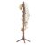 Haddockway Wooden Coat Rack Stand with 8 Hooks New Zealand Pine 3 Adjustable Coat Standing Tree Easy Assembly for Coats, Hats, Scarves and Handbags for Entryway, Hallway,… by Haddockway