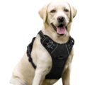 rabbitgoo Dog Harness No Pull with 2 Leash Clips, Adjustable Soft Padded, Reflective Oxford No Choke Pet Vest with Easy Control Handle for Large Dogs, Black, L by rabbitgoo