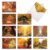 The Best Card Company – 10 Beautiful Note Cards Blank (4 x 5.12 Inch) – Fall and Autumn Season, Boxed Notecard Assortment – Fall Foliage M4971OCB-B1x10 by The Best Card Company